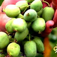 Саджанець Актинідія аргута Київська Крупноплідна в контейнері